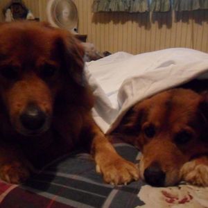 Meet your Posher, Sharon